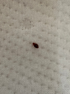 Détection punaise de lit — ZAPEM Clermont-Ferrand traitement certifié